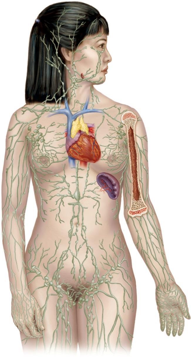 7.1 The Lymphatic System What are the components of the lymphatic system?