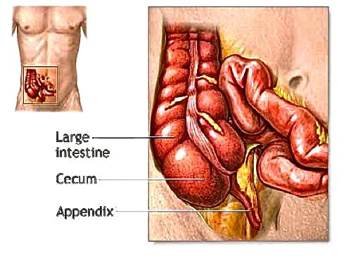 LAPAROSCOPIC APPENDICECTOMY WHAT IS THE APPENDIX? The appendix is a small, fingerlike pouch of the intestinal tract located where the small and large join. It has no known use.