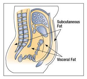 Fat Distribution Where you carry your body fat is