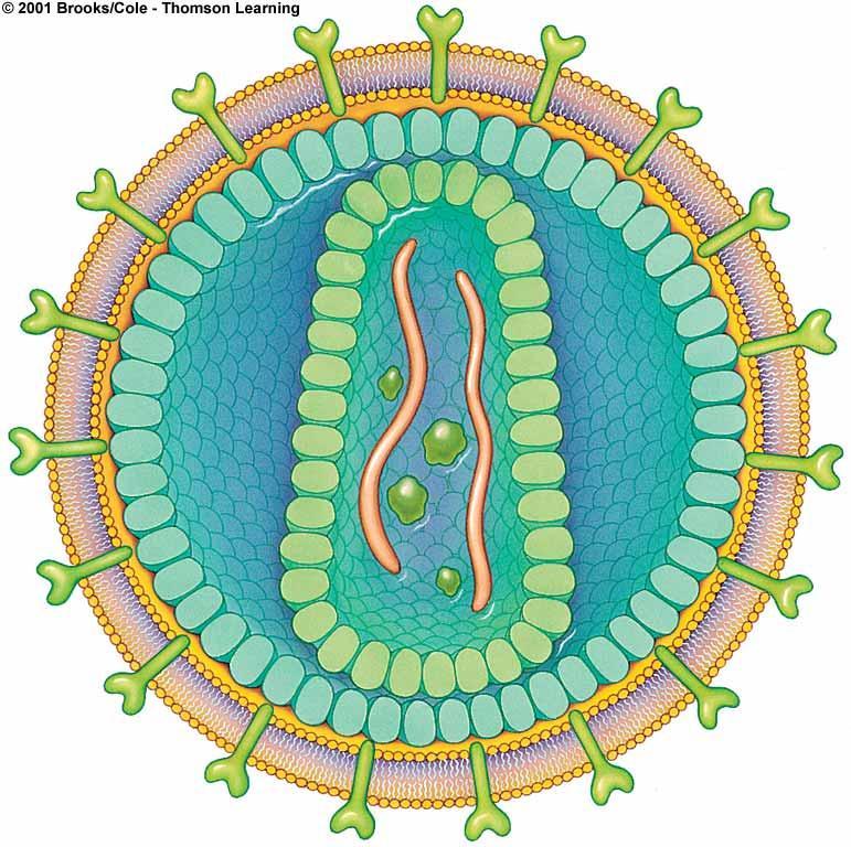 Enveloped Virus (HIV) viral protein lipid envelope (derived from host)