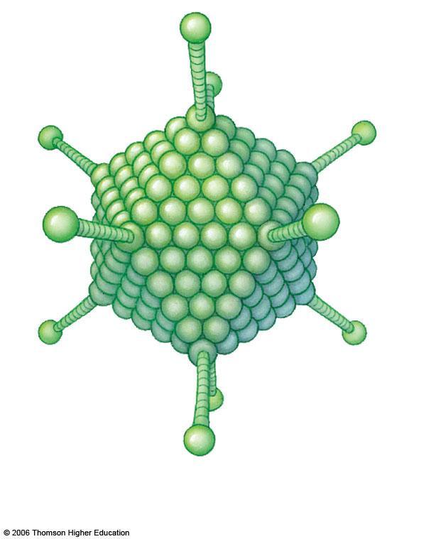 Enveloped Virus (HIV) 80 nm