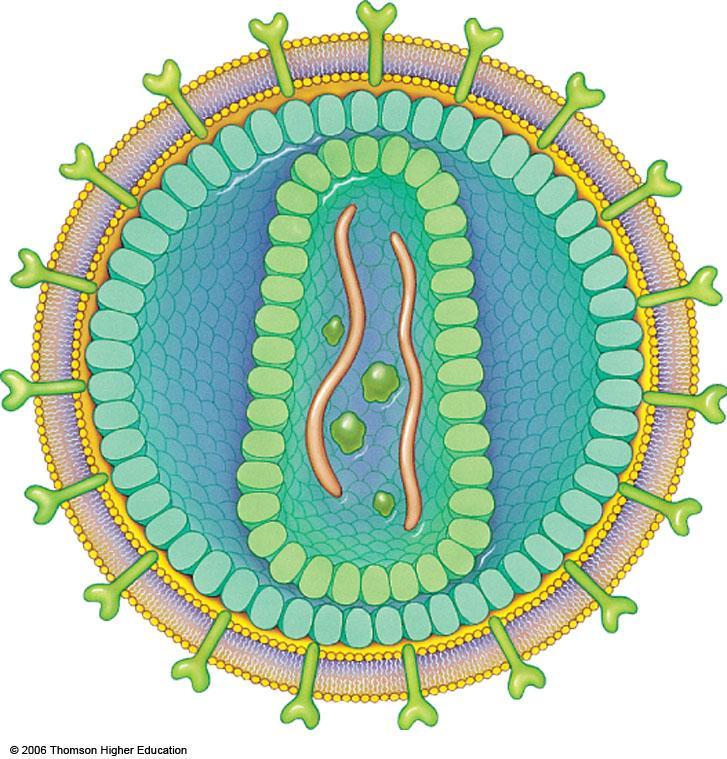 viral coat (proteins) Enveloped Virus (HIV) reverse transcriptase 100-120 nm diameter viral RNA