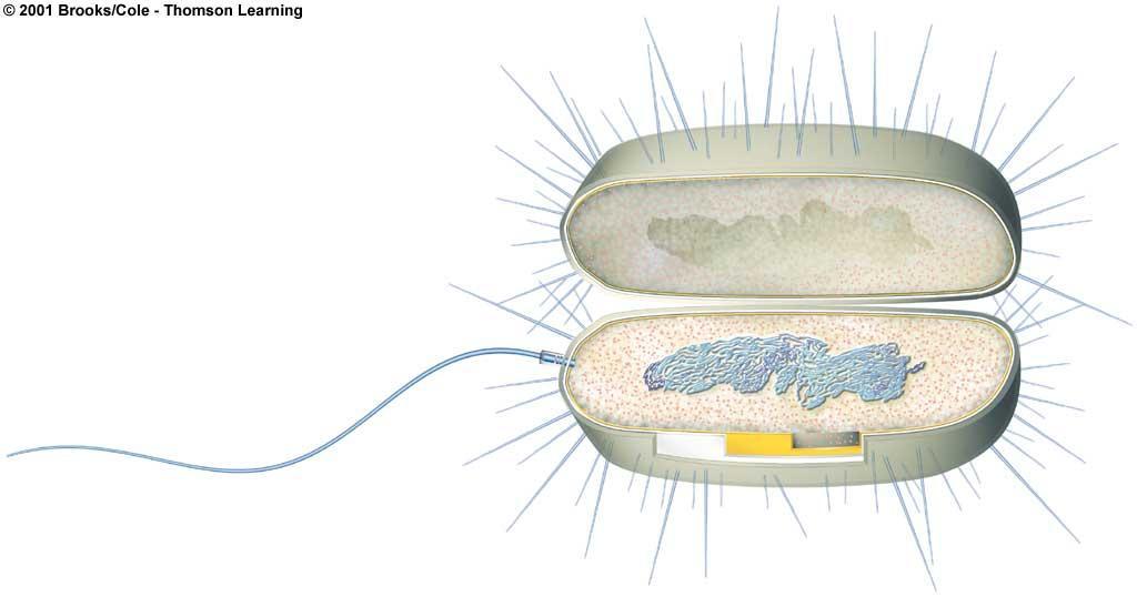 Prokaryotic Body Plan DNA bacterial flagellum pilus
