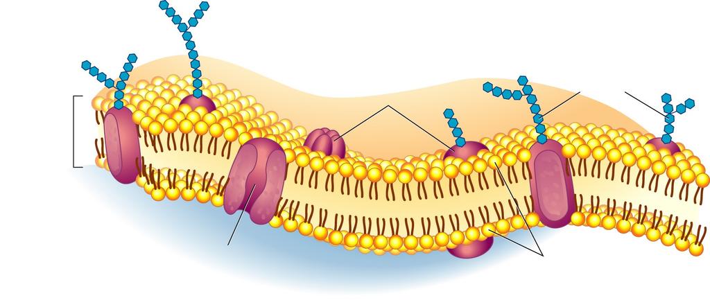 Cell or Plasma Membrane Composed of double layer of phospholipids and