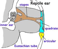 The human ear