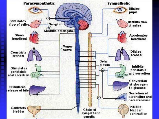 1. Directly targets the ANS Sympathetic Nervous System: fight, flight, fright Parasympathetic Nervous System: 2 branches rest & digest (ventral vagal)