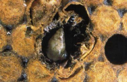 Sac Brood- virus The pupae do not develop or shed the last
