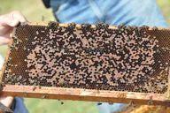Spread of Spores Between Colonies Robbing from infected hive Drifting bees (both worker bees and drones) Swarms from infected hive