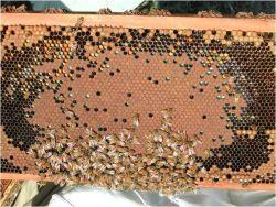 Treatment of American Foulbrood Hive, honey and pollen can be sterilized by exposure to ethlene oxide gas in a closed chamber, as used for sterilization of hospital equipment.