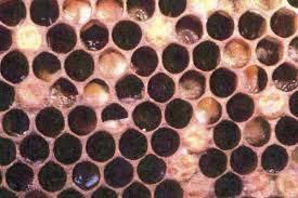 brood but rarely crashes colony Can lower honey production Can spread