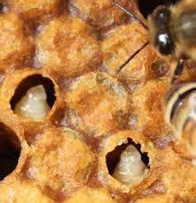 brood and bees Increase ventilation. Move hives if they are in a low lying or damp area.