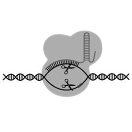 created Cas proteins are also made and form into a complex Function is to unwind DNA( helicase) and cut DNA (nuclease) using the spacer genes to identify the viral genes What is CRISPR/Cas9 The
