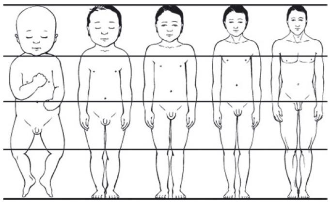 Children have larger heads than adults in relation to their body The chance that it