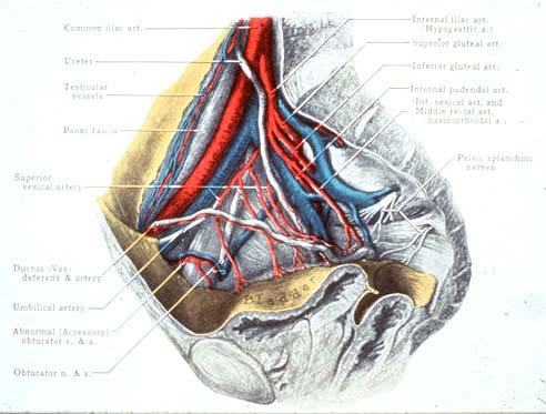 Anatomy Close Apposition of Vital Structures iliac artery and vein