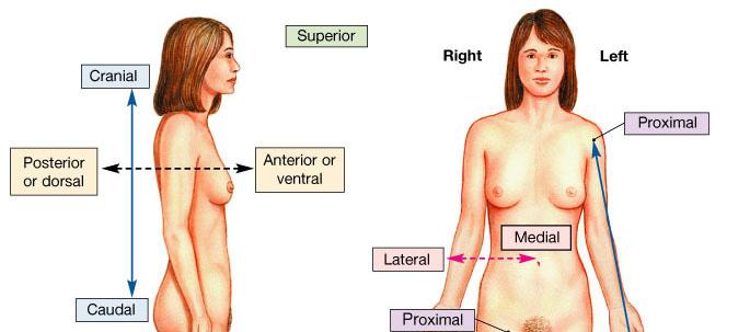 Anatomical Terminology Relative Positions: 1.