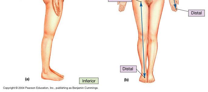 Terms of relative position include: superior, inferior, anterior, posterior, medial, lateral, proximal,