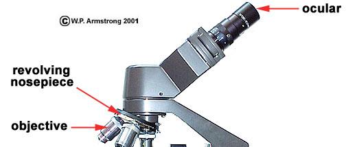 Light Microscope = works by passing light through a specim A light microscope cannot resolve detail finer than 0.