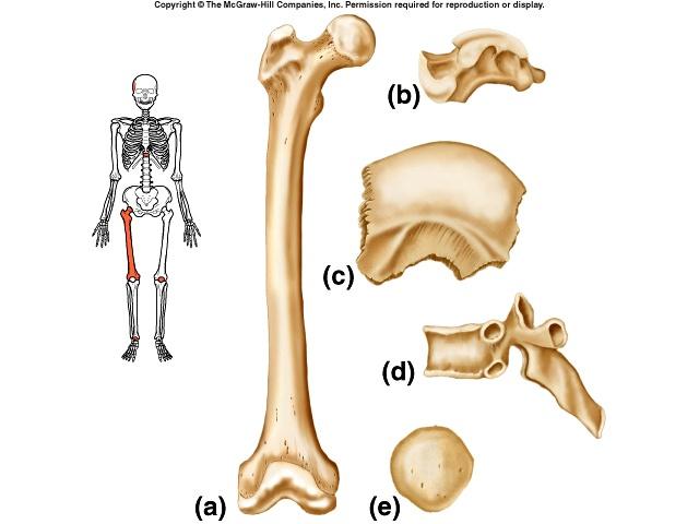 Shapes of Bones 4 Long bones Example: Femur (a) include those in the appendages that produce body movement.