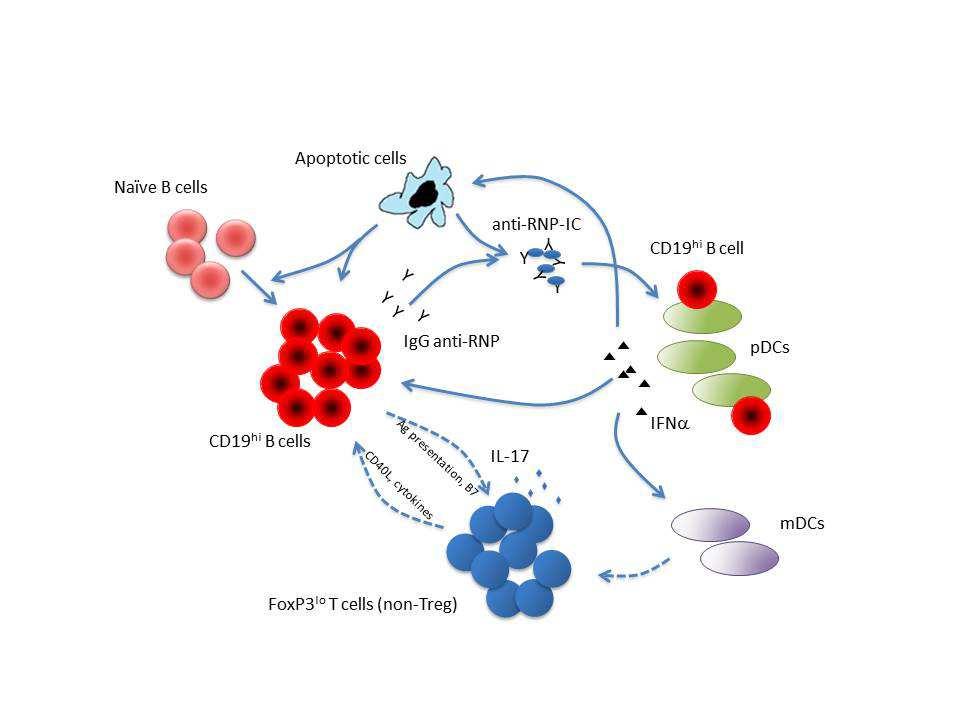Figure 3.1. CD19 hi B cells correlate with an expanded Foxp3 lo T cell subset in SLE.