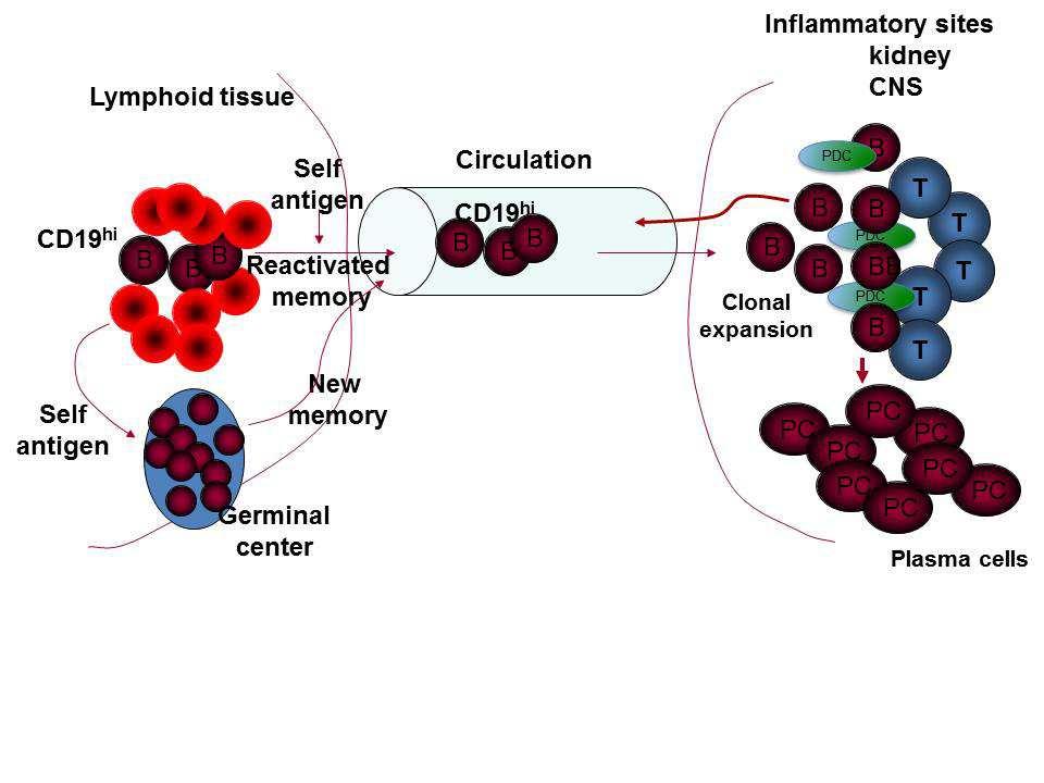 Figure 1.1. CD19 hi B cells are trafficking to sites of inflammation. Autoreactive CD19 hi B cells are reactivated by self-antigen in the lymphoid tissues.