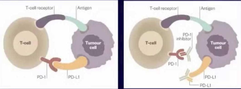 PD-1 and PD-L1 Inhibitors INACTIVATED T-CELL ACTIVATED T-CELL PD-1: pembrolizumab,