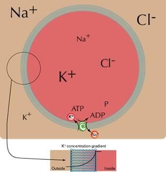 1- Potassium (K+) Hyperkalemia is the most significant and life-threatening complication of renal failure. K+ is like Na2+, K+ is freely filtered by the kidney.