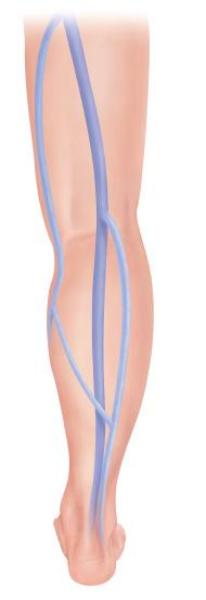 How Leg Veins Work Blood flows through a system of blood vessels, also known as veins and arteries.