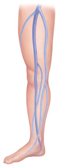 Blood drains from smaller veins close to the surface into larger, deeper veins.