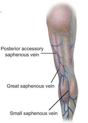 Posterior accessory saphenous vein Great saphenous vein