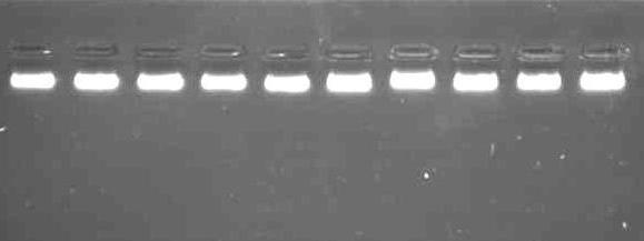 2 Nuclease Free Water 18 µl 3 Buffer G (1X) 2 µl 4 Fnu4HI 2 µl The digested products were run on 1.