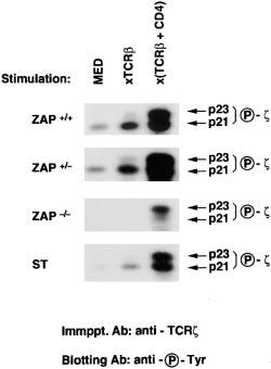 isolated TCR cross-linking did signal ITAM phosphorylation in cultured DP thymocytes that contained ZAP-70 protein (even enzymatically inactive ZAP-70 protein in mutant ST thymocytes), but failed to