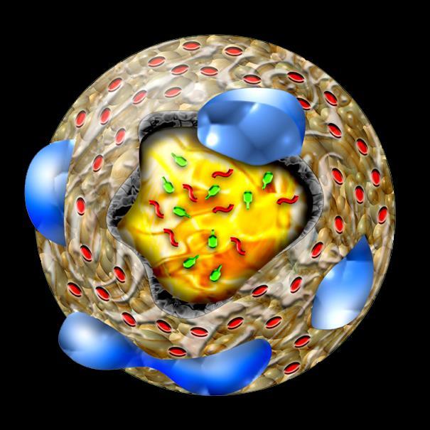 Structure of Lipoproteins