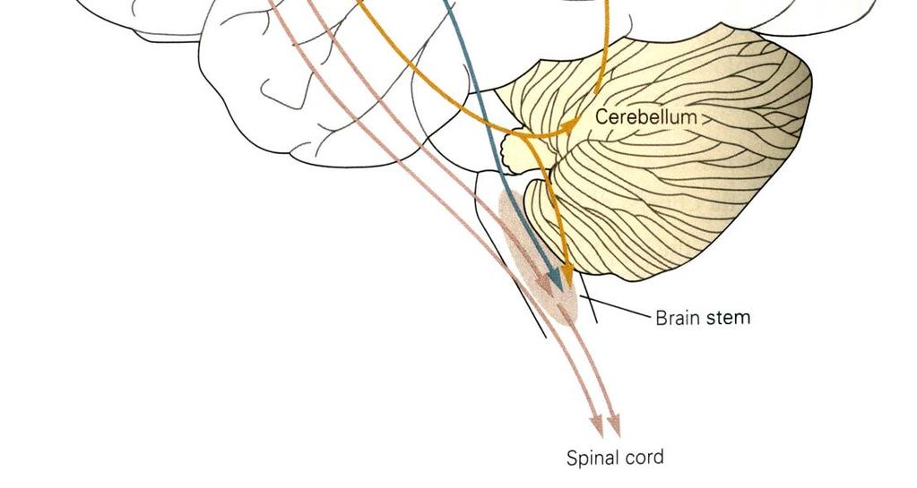 The cerebro-cerebellar circuit Brainstem Spinal cord Ref: Principles of Neural Science, 4th ed. Edited by Eric R. Kandel, James H.