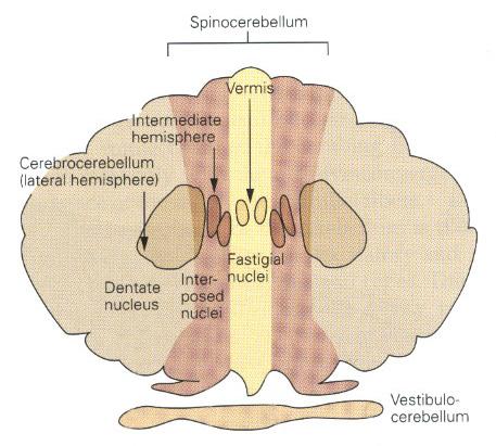 Functional anatomical subdivisions of the cerebellum VESTIBULOCEREBELLUM = archicerebellum FLOCCULO-NODULAR LOBE (balance, eyemovement) SPINOCEREBELLUM = paleocerebellum MEDIAL