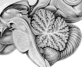 Structure of the cerebellum Macroscopic structure - vermis, hemispheres,