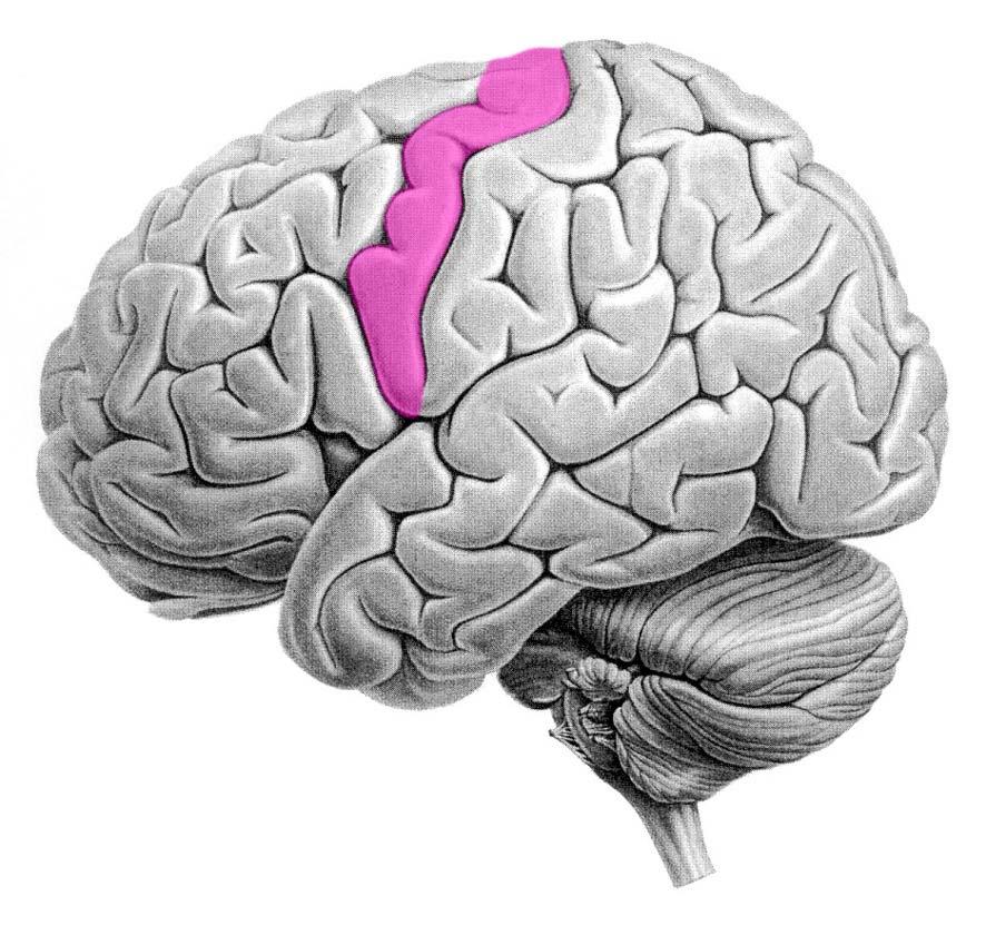 Primary motor cortex 2011.10.14.