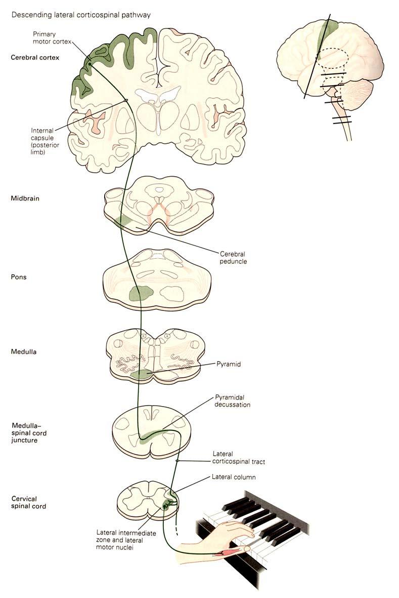 Descending lateral corticospinal pathway Ref: Principles of Neural Science, 4th ed. Edited by Eric R. Kandel, James H.