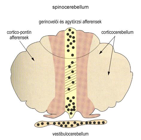 cortico-pontin afferents spinal cord and