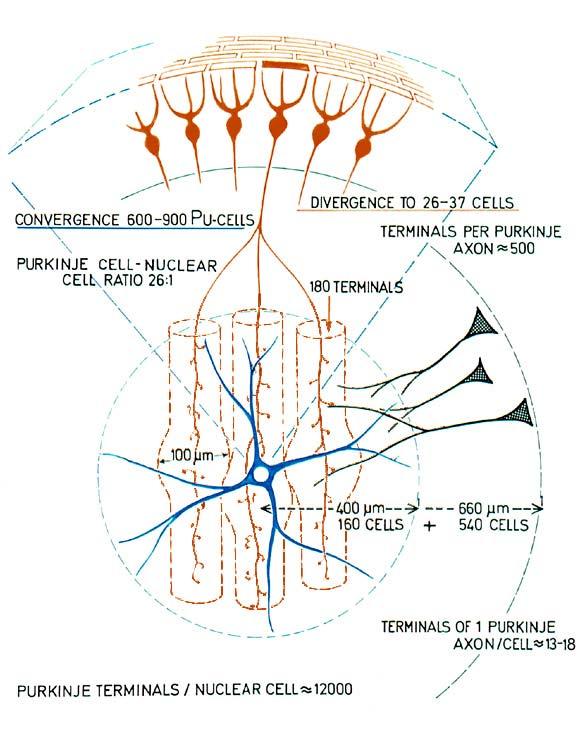 Cerebellar network model 2011.10.14.