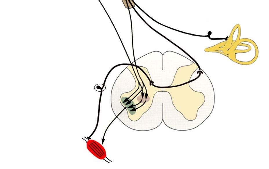 Movement Motoneurons Sensory cortical areas Sensory signals Peripheral receptors