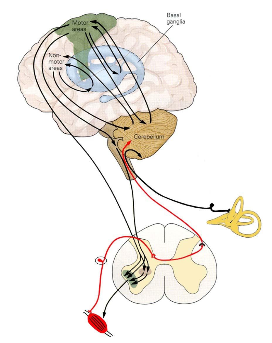 Cerebellar network model Planning and programing Basal ganglia Sensory association cortex Premotor cortical areas Cerebrocerebellum Cerebellum Motor cortex Execution