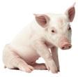 Role of teduglutide and PEN in a neonatal piglet model of IF?