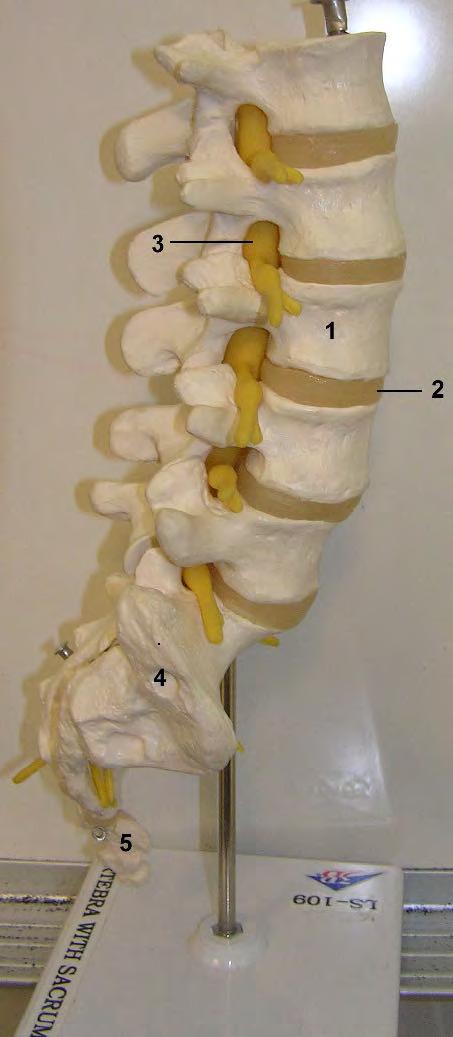 Spinal Anatomy Disc Spinal Cord Vertebral Body