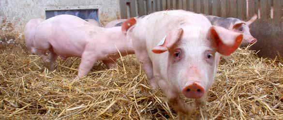 Practical Biosecurity for Pig Farmers, Small Holders and Pet Pig Keepers in Scotland Introduction Outbreaks of disease can have a severe financial impact on the livestock industry.