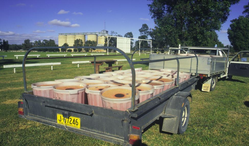 Figure 8.1 Bins in the back of a trailer ready for release. The trailer is usually covered to afford shelter to the adults during transport.