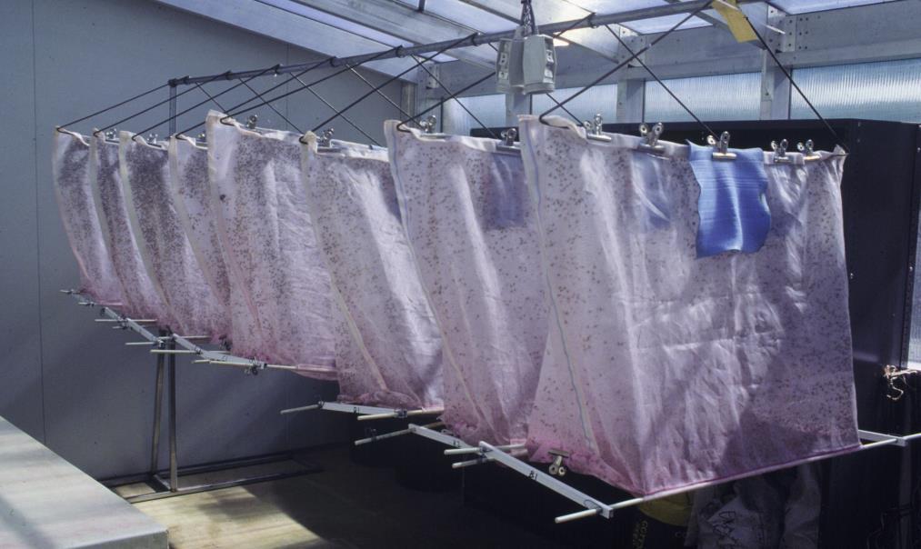 Another similar method is the nylon mesh bag. These bags (~90 cm length x 90 cm width) may contain as many as 80,000 pupae and result in 80% emergence (Dominiak et al. 2000a).