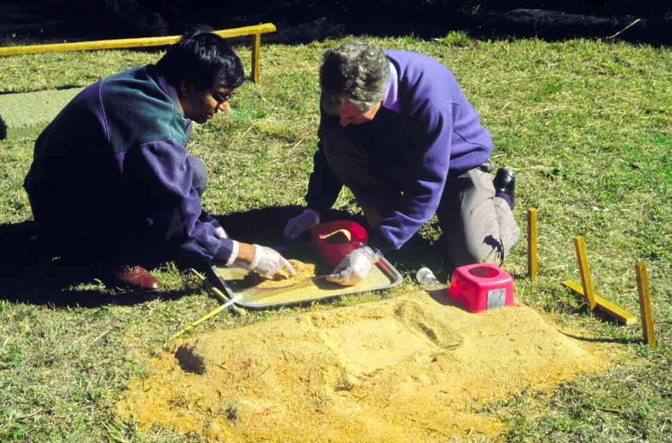 Figure 8.8 A bed on the ground using sawdust. Researchers are evaluating emergence and adult survival. Coverings which do not crust maximise adult emergence from the bed.