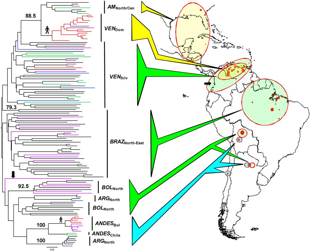 T.(S.)cruzi TcI population structure across the Americas