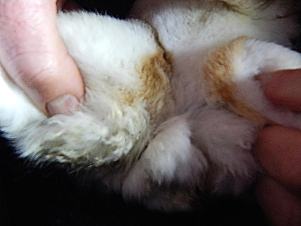 Pododermatitis developed in spite of all the good care given to this rabbit and moving on soft ground covered with artificial sheep skin (Figure 8B).