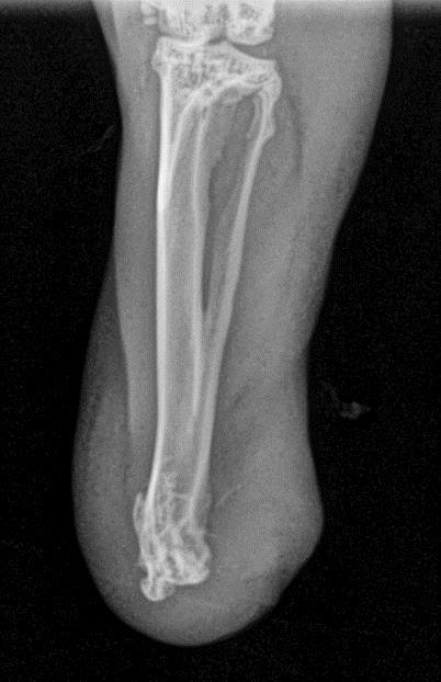 A B Figure 14: X-rays of the left hind